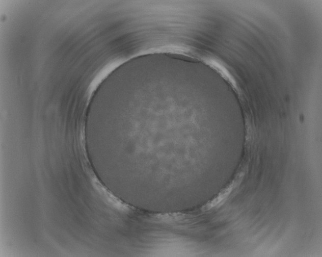 X0000074330952200609082029