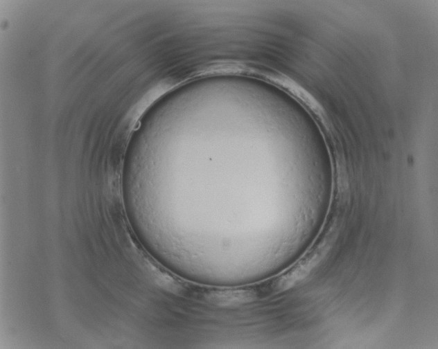 X0000074330953200609082029