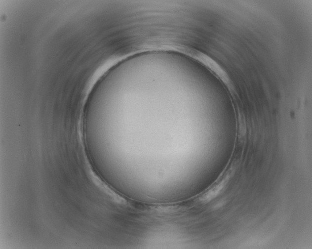 X0000074330958200609082029