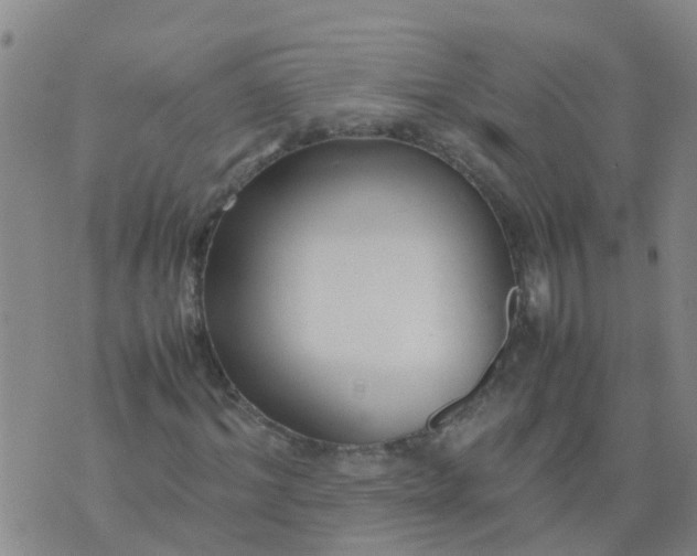 X0000074330964200609082028