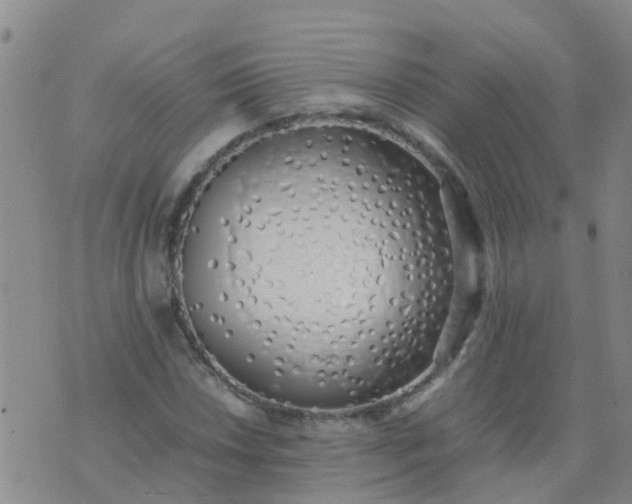 X0000074331018200609082027