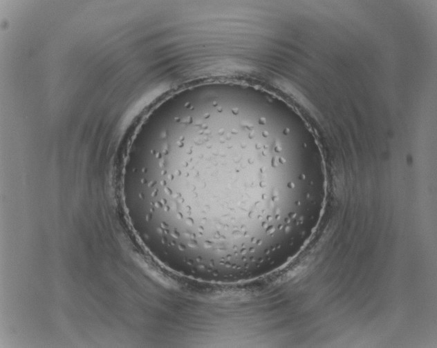 X0000074331026200609082027