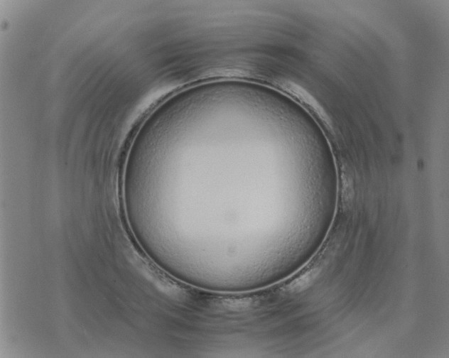 X0000074331035200609082027