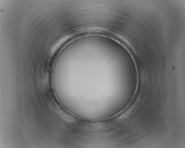 X0000074331066200609082026