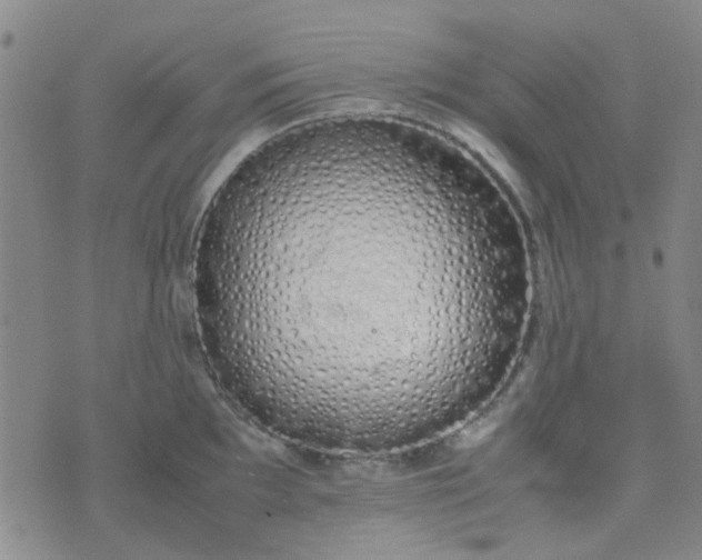 X0000074331097200609082026