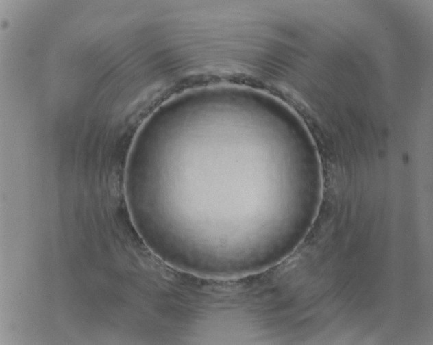 X0000074331110200609082025