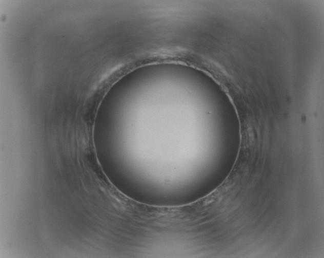 X0000074331158200609082025