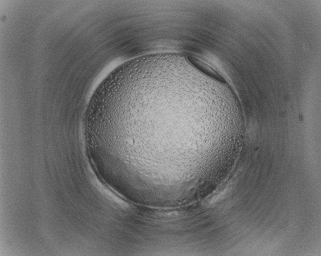 X0000074331243200609082024