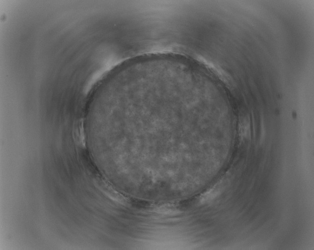 X0000074331262200609082023