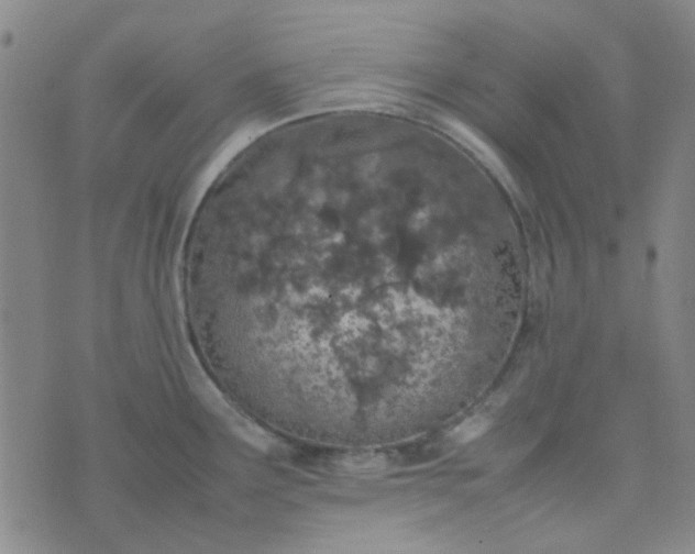 X0000074331291200609082023