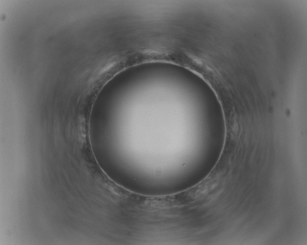 X0000074331301200609082022