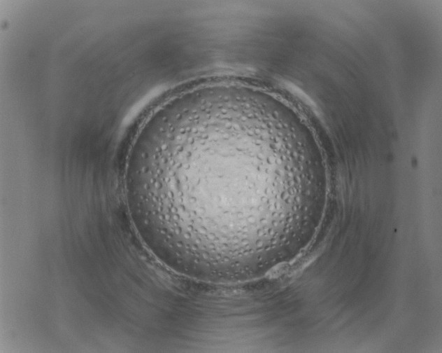 X0000074331310200609082022