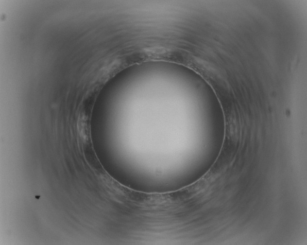 X0000074331346200609082022