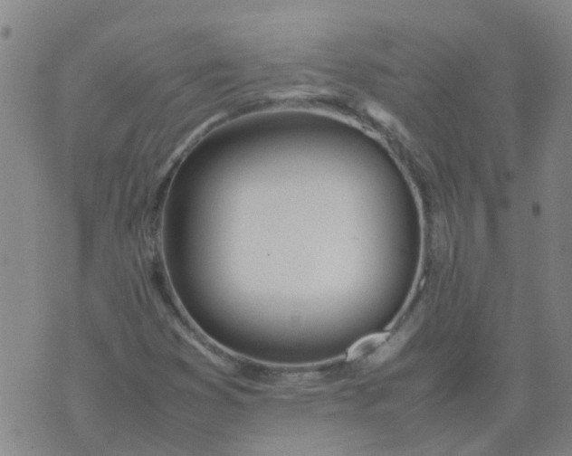 X0000074331353200609082022