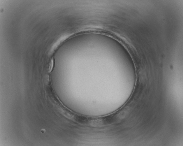 X0000074331363200609082022