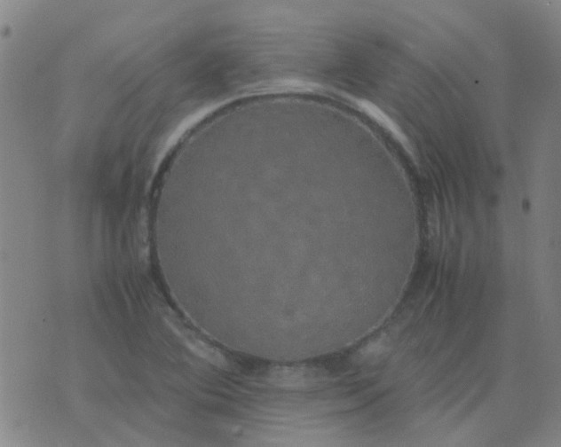 X0000074331364200609082021