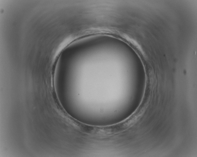 X0000074331365200609082021