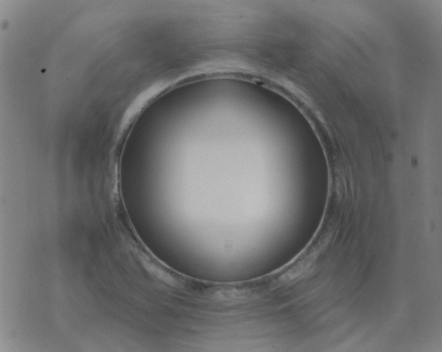 X0000074331366200609082021