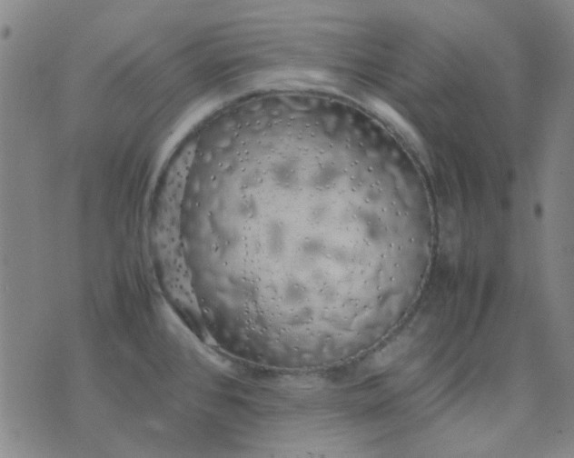 X0000074331384200609082021