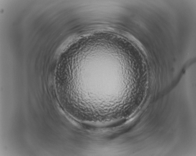 X0000074331385200609082021