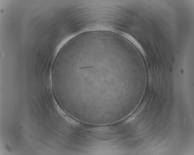 X0000074331388200609082021