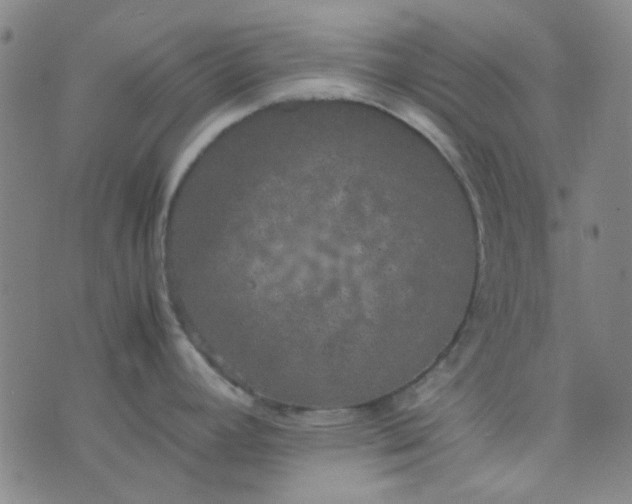 X0000074331392200609082021