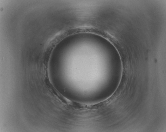 X0000074331398200609082020