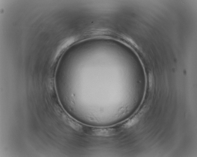 X0000074331405200609082020