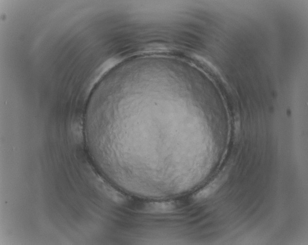 X0000074331409200609082021