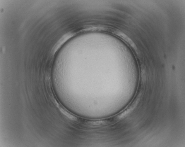 X0000074331425200609082021