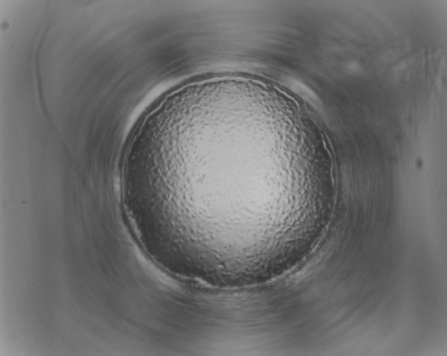 X0000074331428200609082021