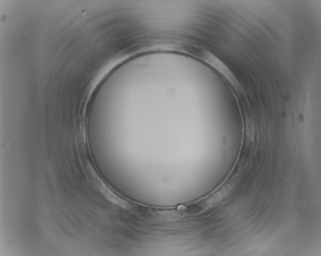 X0000074331436200609082021