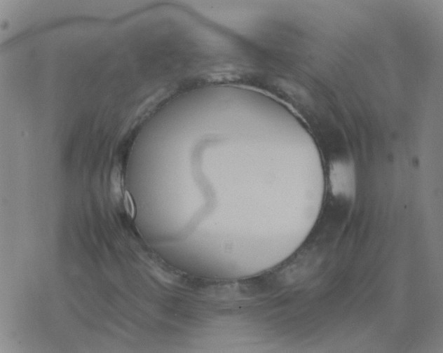 X0000074331444200609082020