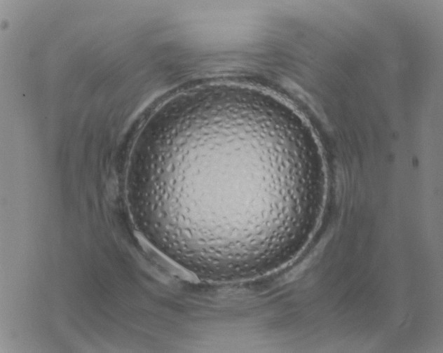 X0000074331449200609082020