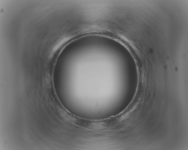 X0000074331453200609082020