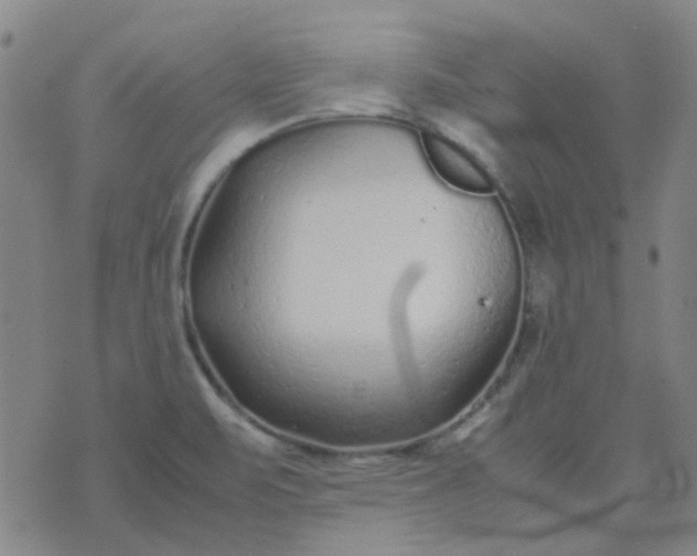 X0000074331471200609082020