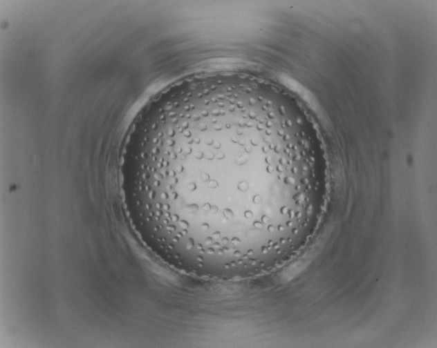 X0000074331473200609082020