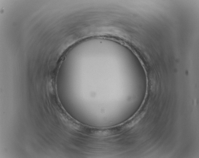 X0000074331497200609082019