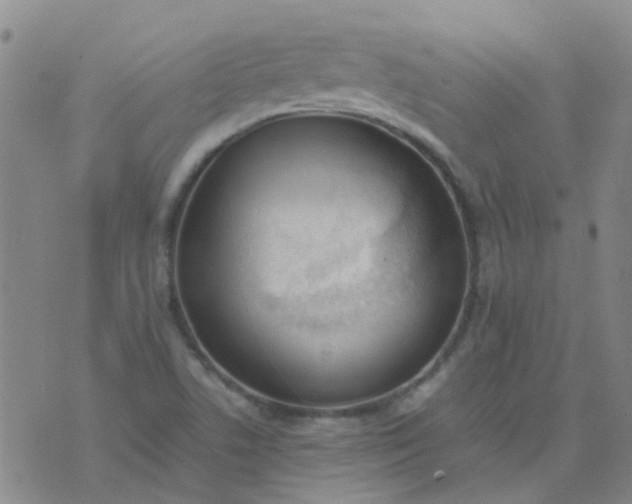 X0000074331506200609082019