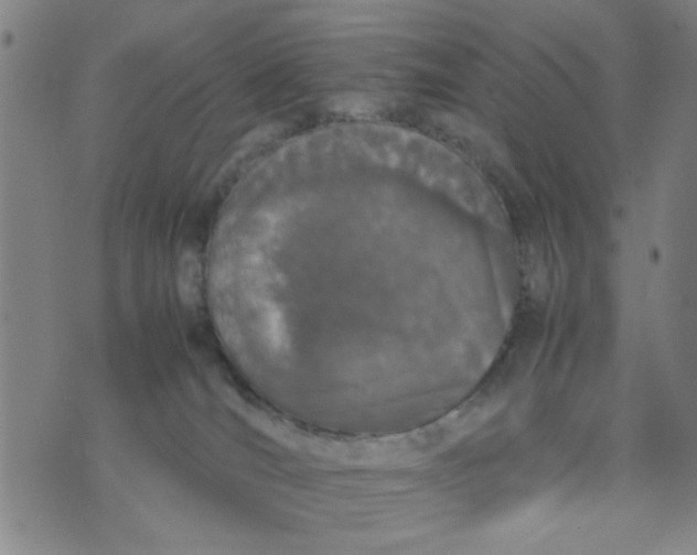 X0000074330036200609152108