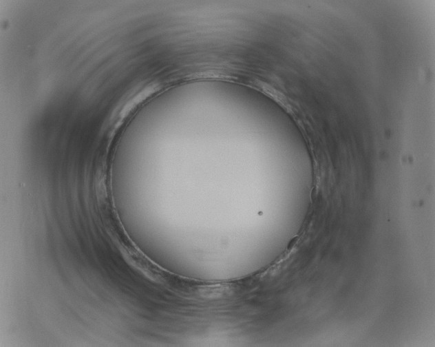 X0000074330050200609152107