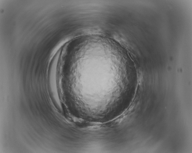 X0000074330052200609152107