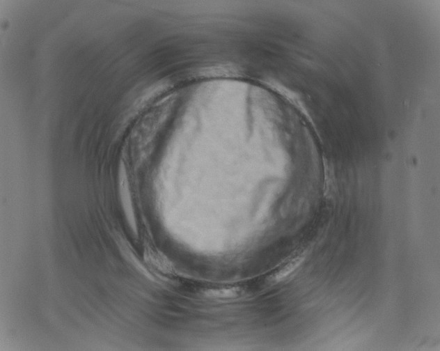 X0000074330061200609152107