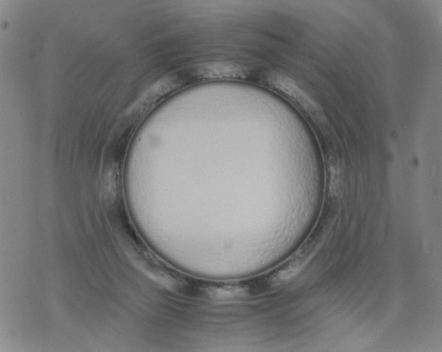 X0000074330165200609152106