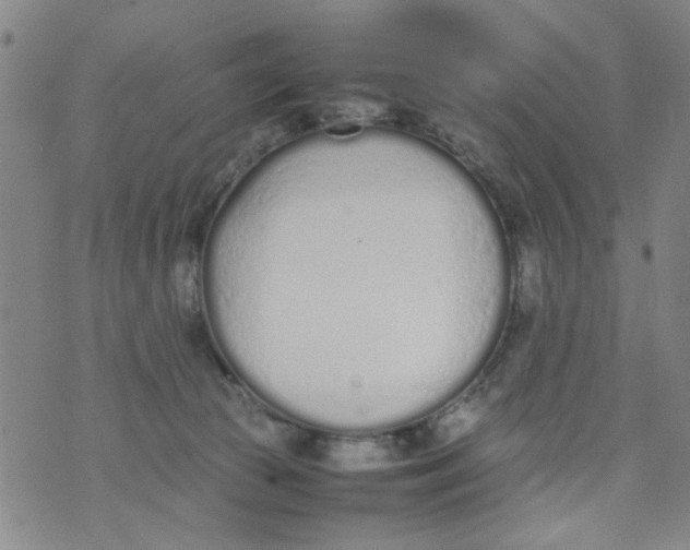 X0000074330177200609152106