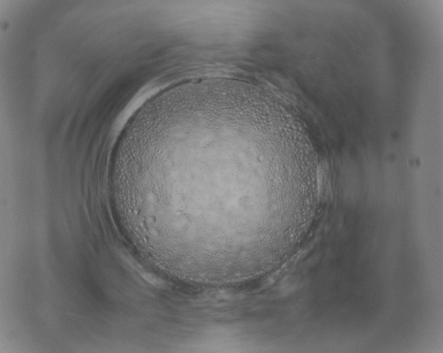 X0000074330195200609152105