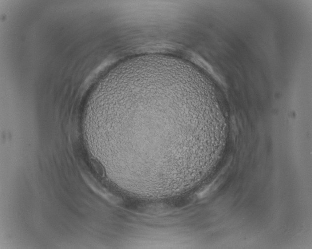 X0000074330203200609152105