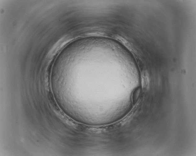 X0000074330339200609152102