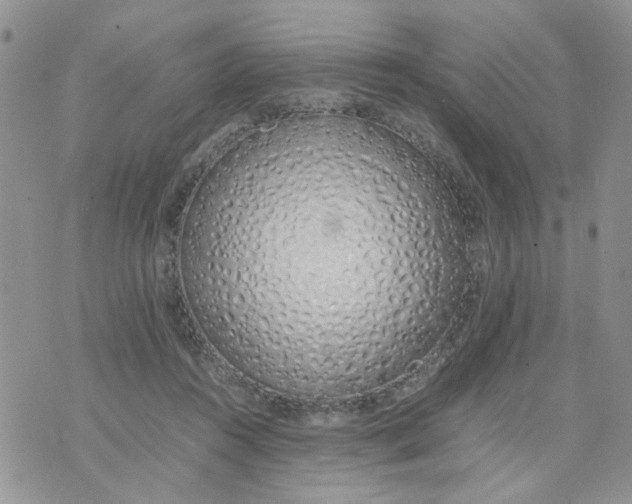 X0000074330360200609152103