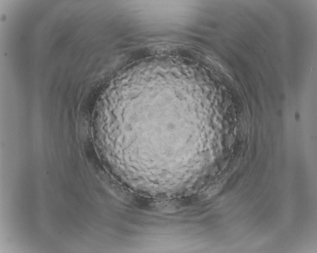 X0000074330417200609152102